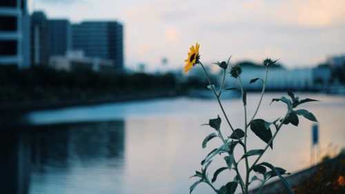 The Sunset In The Autumn Town Is Calm