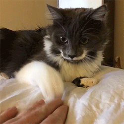 reneeisalright:  can i say that i love it when cats do the hand thing 