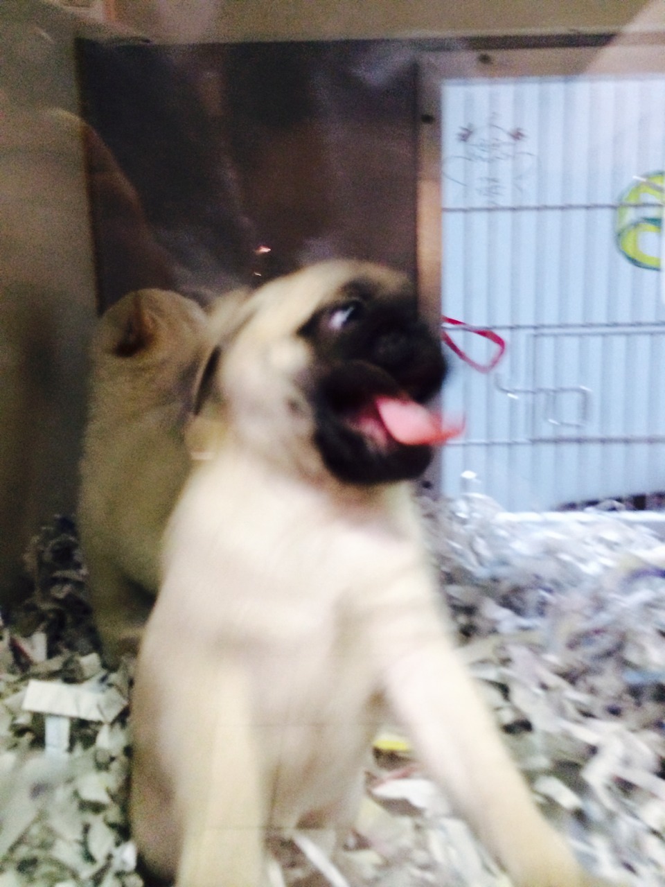 rats-oncrackattack:  I found a baby pug at the pet store, she was everything I imagined