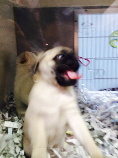 rats-oncrackattack:  I found a baby pug at the pet store, she was everything I imagined and more.  Help. 
