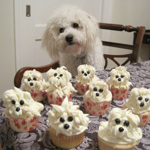 awesome-picz: Pets Having Better Birthday Parties Than You.