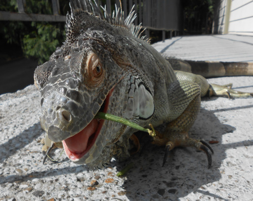 iguanamouth:she eats