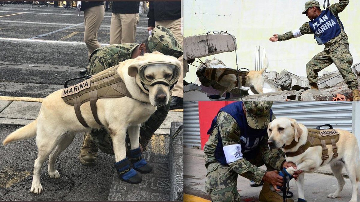 ahorrorstorycircle:  karlrincon:  This is “Frida”, she has saved 52 people so