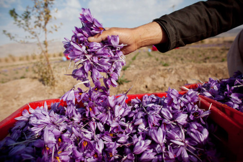 stories-yet-to-be-written:warkadang: Saffron harvest in Herat province, Afghanistan.  Photographs by Majid Saeedi/Getty Images. 