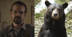 daughterofthebrowncoats:  jimhopperfanfics:  kegkingharrington: Papa Bear Jim Hopper as actual bears I DIDN’T KNOW HOW MUCH I NEEDED THIS POST 🐻💗  This is only reinforcing my desperate attraction to gruff, bearded, burly men and I’d like to