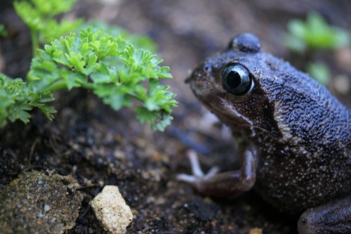 unidentified frog, my garden, 2015