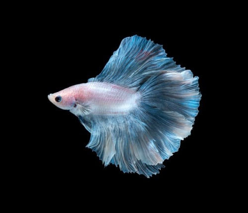 Betta blues by Jirawat Plekhongthu