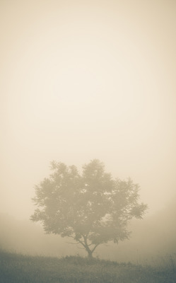 brutalgeneration:  tree (by Markus Lundahl.)