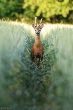 0rient-express:  Tunnel | by Julia Kauer |