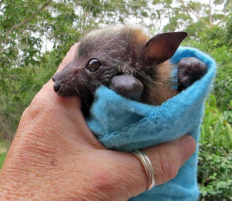 batsjustbats:  little baby 