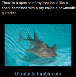 ultrafacts:  Source+more info  Follow Ultrafacts