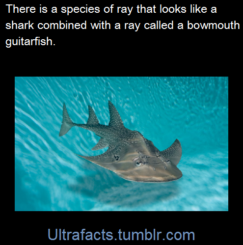 XXX ultrafacts:  Source+more info  Follow Ultrafacts photo