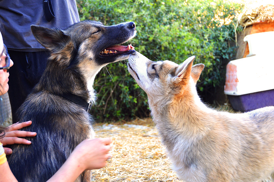 danekez:  Wolfdogs! Well, mostly Wolfdogs. That pretty girl with the STRIKING blue