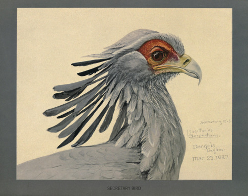 Louis Agassiz Fuertes, paintings for Album of Abyssinian birds and mammals, 1930. Field Museum of Na