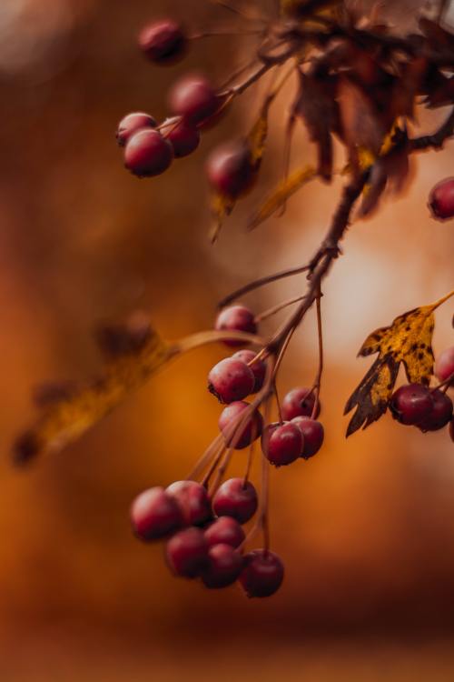 autumn-pilgrim: (Source)