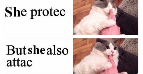 XXX offensivememes4u:Get you a cat who can do photo