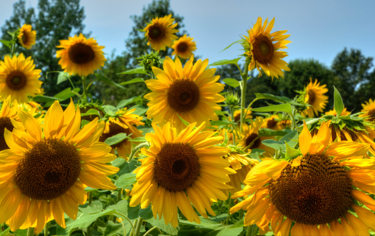 Where Dirt Sleeps — Sunflowers By Michael