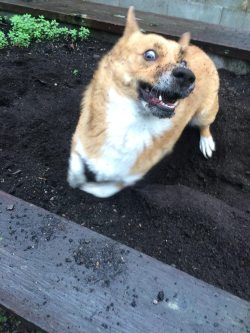 corgi-addict:Got a pretty good derp shot