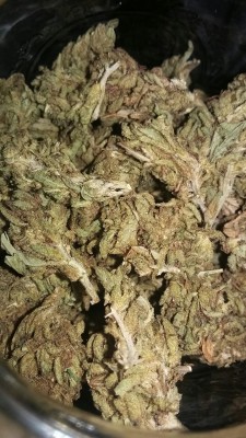 Nic-Vicious:more Chemdawg