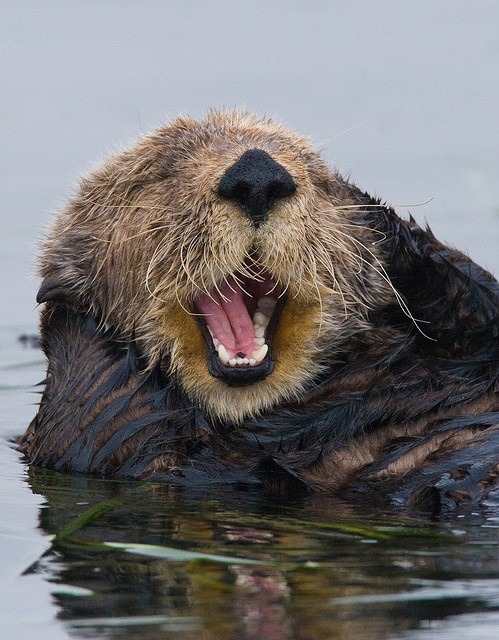 Porn wildlifepower:   SEA OTTERS TIME!!! The sea photos