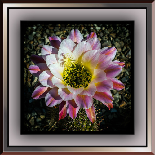 Morning Walk — Cactus Blossom
Morning Walk – Cactus Blossom – Image by kenne “Distance changes utterly when you take the world on foot.