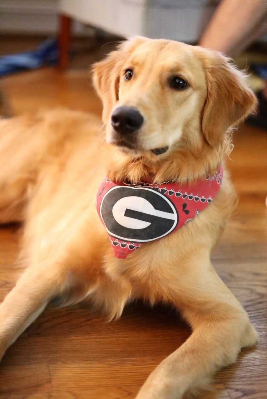 guidedogintraining:  So UGA football started today
