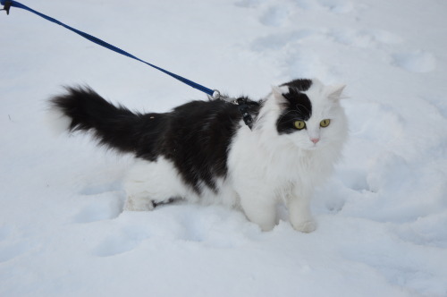 karasratworld: Muenster was super interested in the snow so we took him out for a few minutes so he 