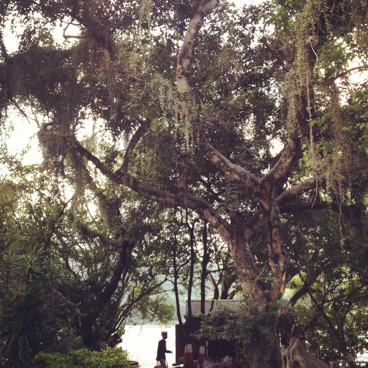 commovente:  important shades of green