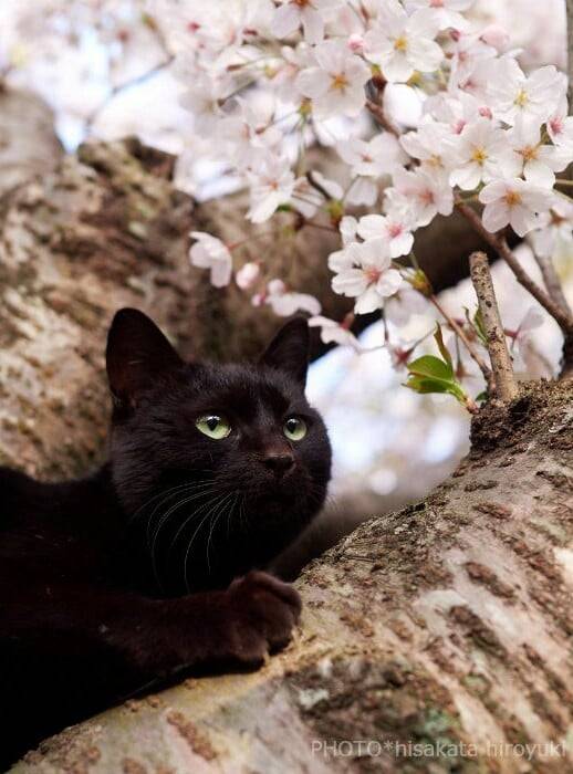 Black Cat Appreciation Post