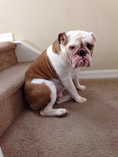 awwww-cute:Fine! Go to work and leave me. I don’t care. I’ll just sit on my own, by this step and ju