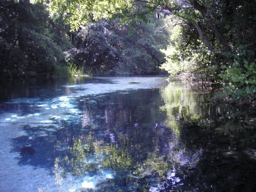c9x13nczstyj:србија и македонија - soft plants in translucent water