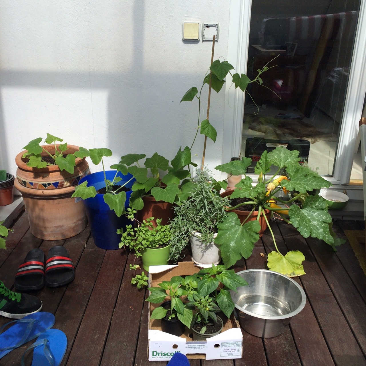 avocae:  I am sitting on the cutest rooftop 