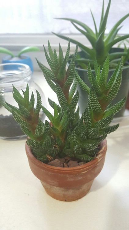 rosespirit:My current setup for my plant babies! I noticed my Christmas cactus is about ready to flo