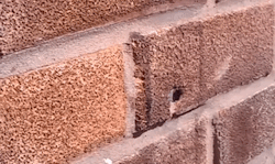 barneyodell:  helloworldhavefun:  shialaballs:  sixpenceee:  This video shows a bee removing a nail to get into wall. Damn! (Source)  Scariest shit ive seen on sixpenceee.  cool!   Amazing strong little bee