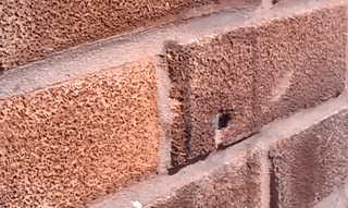 barneyodell:helloworldhavefun:shialaballs:sixpenceee:This video shows a bee removing a nail to get i