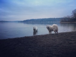 skookumthesamoyed:Came across this magnetic floof boof at the park and we had a heck of a good time together 😊