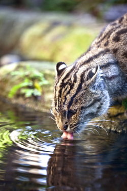 Animalkingd0M:  Fisher Cat By Vasilisa Danilova 