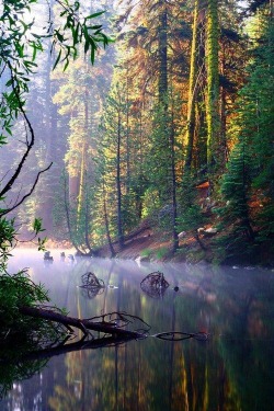 piperpetals:  Misty Huntington Lake, California