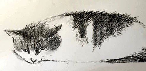 enfant–terrible:enfant–terrible:flat boy(charcoal sketch of live model, 5 min)@mostlycatsmostl