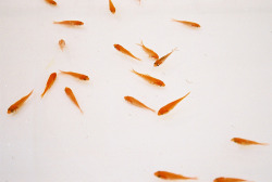 kudou-kun:  goldfish by (sasayan) 
