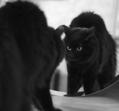 catsbeaversandducks:  “Oh my goodness. Everyone was right about what they said. I’m FABULOUS.” Photo via ru-cats-daily 
