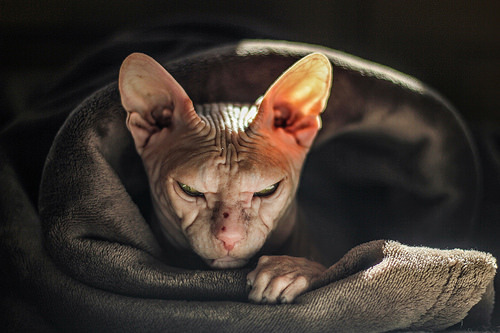 only-cats-photos:#sphynx #donsphynx #cat #hairlesscat #luska #mylove ift.tt/2RhQOGq - Follow