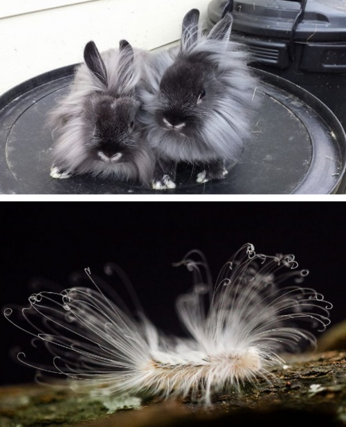 tastefullyoffensive:  Animals with Fabulous Hair [boredpanda]Previously: Animals in Complete Astonishment