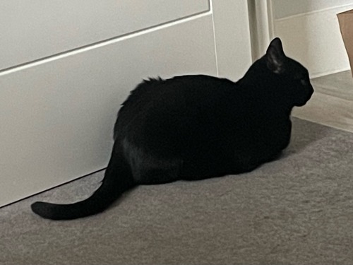 Happy National Black Cat Day! Here Are Some Of The Shapes Mine Makes
