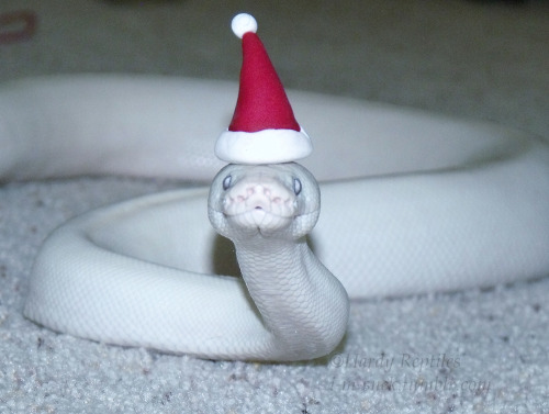 theactualcluegirl: i-m-snek: We wish you a Merry Hissmass~ And a happy Noodle Year!