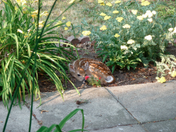 aspidelaps:  zay4ik:  Fawn  i m very hiden behind thsi large flower 