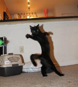 unimpressedcats:  the ol’ razzle dazzle  