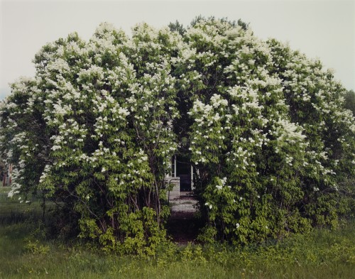 disease:“WHITE LILACS” (EMIGRANT GULCH)VIRGINIA BEAHAN &amp; LAURA MCPHEE // 2000[chromogenic print | 75 × 94.7 cm.]