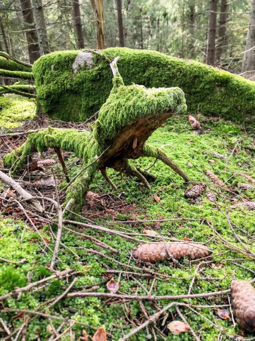 voiceofnature: A mossy fairytale from the Norwegian woods. 