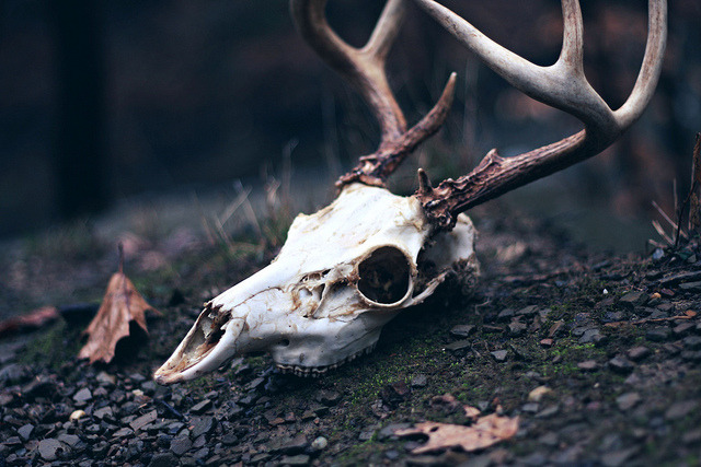 the-clockmakers-daughter:  spooky-pumpkins:  Deer Skull | ©Kate Rose by kate rose